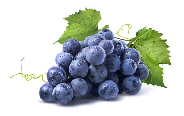 Blue wet grapes bunch isolated on white background