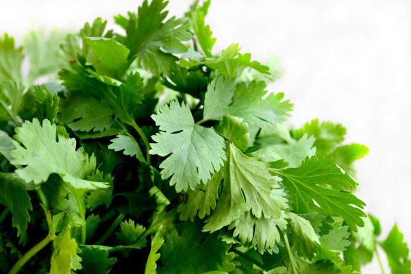 cilantro-1287301