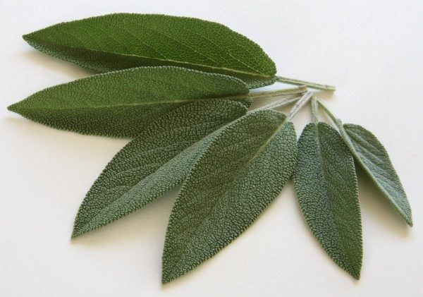 sage-74325