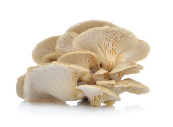 oyster mushroom on white background