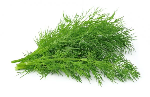 Fennel