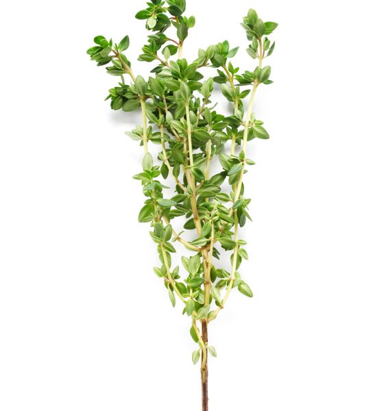 Herbs Series – Thyme