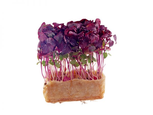red shiso